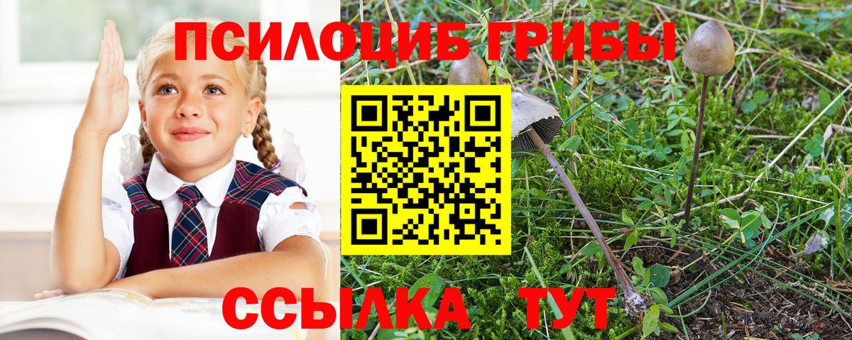 Псилоцибиновые грибы Psilocybine cubensis Избербаш